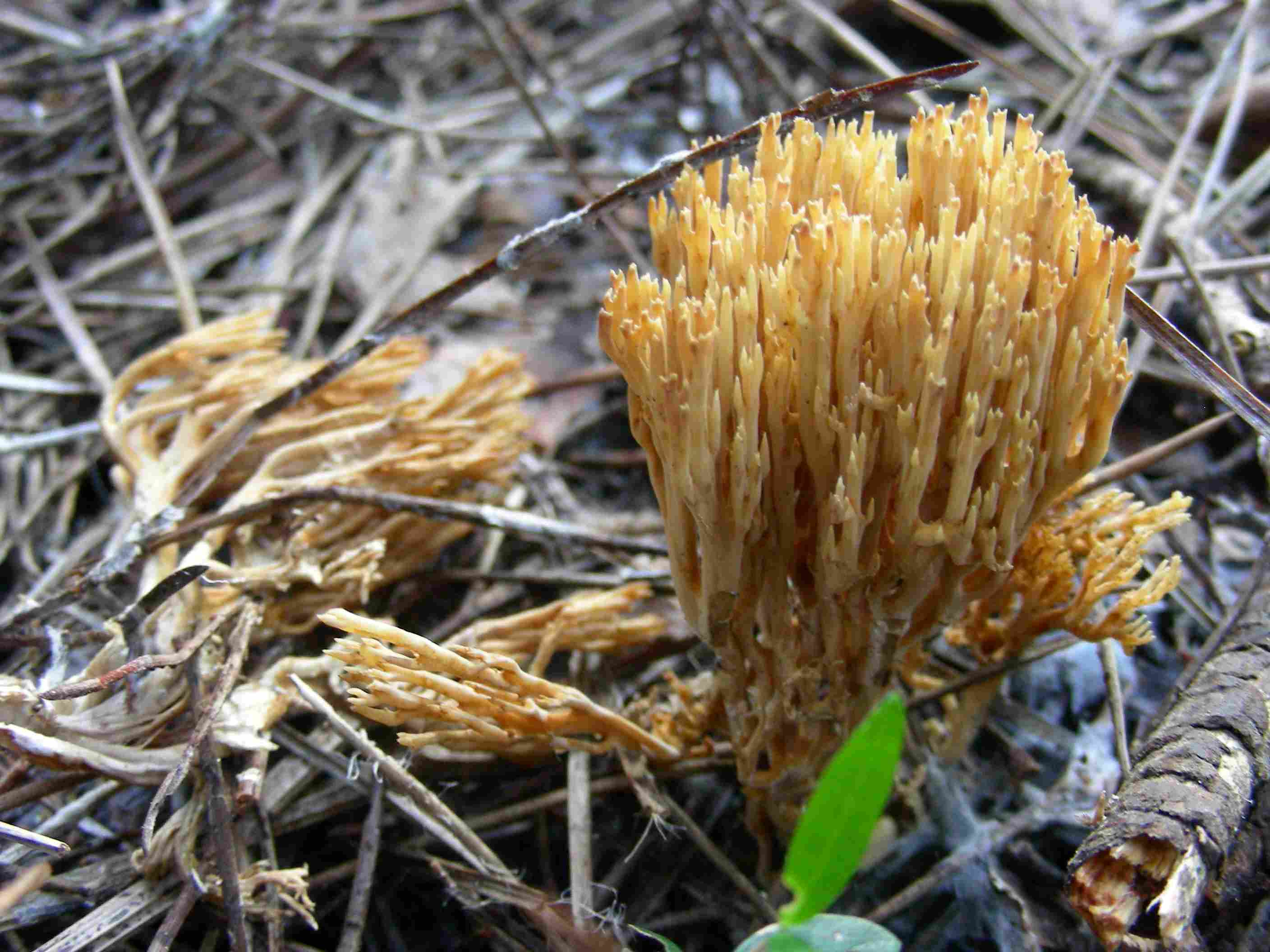 1844 Dicembre vecchio ritrovamento